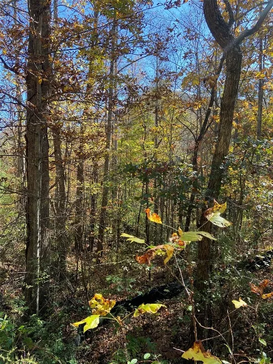 Property in Jackson