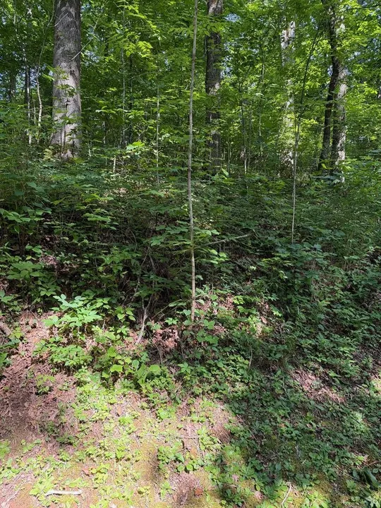 Property in Macon